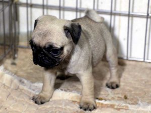 パグ子犬販売情報、女の子（メス）、フォーン、2015年07月15日生れ、千葉県ブリーダー、ID8987。立ち姿