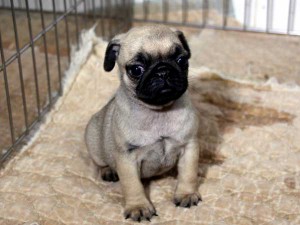 パグ子犬販売情報、女の子（メス）、フォーン、2015年07月15日生れ、千葉県ブリーダー、ID8987。おすわり2