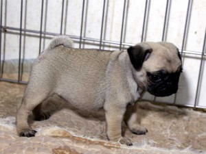パグ子犬販売情報、女の子（メス）、フォーン、2015年07月15日生れ、千葉県ブリーダー、ID8987。右側面