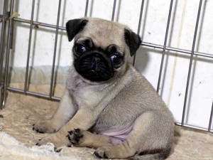パグ子犬販売情報、女の子（メス）、フォーン、2015年07月15日生れ、千葉県ブリーダー、ID8988。おすわり