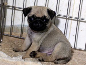 パグ子犬販売情報、女の子（メス）、フォーン、2015年07月15日生れ、千葉県ブリーダー、ID8988。おすわり2