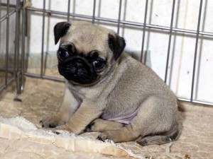 パグ子犬販売情報、女の子（メス）、フォーン、2015年07月15日生れ、千葉県ブリーダー、ID8988。おすわり3