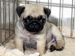 パグ子犬販売情報、女の子（メス）、フォーン、2015年07月15日生れ、千葉県ブリーダー、ID8988。おすわり4