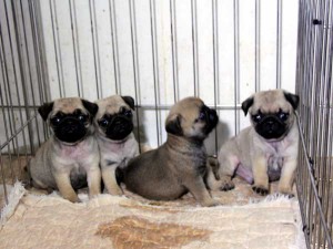 パグ子犬販売情報、男の子（オス）、女の子（メス）、フォーン、2015年07月15日生れ、千葉県ブリーダー、ID8985、ID8986、ID8987、ID8988。兄弟姉妹