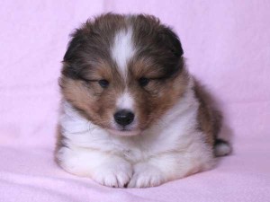 シェットランド・シープドッグ（シェルティー）子犬販売、セーブル&ホワイト、男の子（オス）、2015年08月12日生れ、神奈川県ブリーダー、ID9059。正面