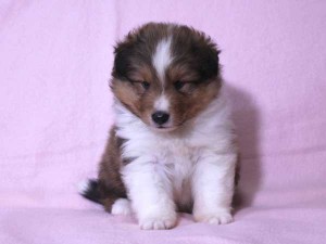 シェットランド・シープドッグ（シェルティー）子犬販売、セーブル&ホワイト、男の子（オス）、2015年08月12日生れ、神奈川県ブリーダー、ID9059。おすわり