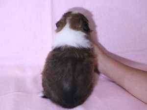 シェットランド・シープドッグ（シェルティー）子犬販売、セーブル&ホワイト、男の子（オス）、2015年08月12日生れ、神奈川県ブリーダー、ID9059。背中