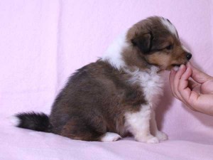 シェットランド・シープドッグ（シェルティー）子犬販売、セーブル&ホワイト、男の子（オス）、2015年08月12日生れ、神奈川県ブリーダー、ID9059。右側面