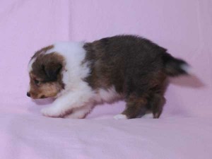 シェットランド・シープドッグ（シェルティー）子犬販売、セーブル&ホワイト、男の子（オス）、2015年08月12日生れ、神奈川県ブリーダー、ID9059。左側面