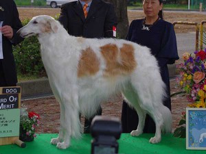 ボルゾイ子犬販売情報、男の子（オス）、女の子（メス）、ホワイト＆クリーム、2015年10月03日生れ、神奈川県ブリーダー、ID9206、ID9207、ID9208、ID9209、ID9210、ID9211、ID9212。父犬
