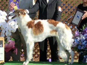 ボルゾイ子犬販売情報、男の子（オス）、女の子（メス）、ホワイト＆クリーム、2015年10月03日生れ、神奈川県ブリーダー、ID9206、ID9207、ID9208、ID9209、ID9210、ID9211、ID9212。母犬