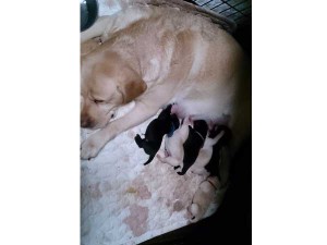 ラブラドールレトリーバー子犬販売情報、2015年10月05日生れ、神奈川県ブリーダー、ID9158、ID9159、ID9160、ID9161、ID9162、ID9163、ID9164。母犬と子犬