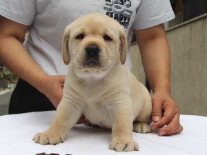 ラブラドールレトリーバー子犬販売、イエロー、男の子（オス）、2015年10月05日生れ、神奈川県ブリーダー、ID9162。正面2