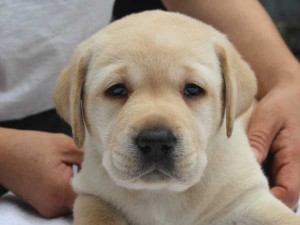 ラブラドールレトリーバー子犬販売、イエロー、男の子（オス）、2015年10月05日生れ、神奈川県ブリーダー、ID9162。お顔
