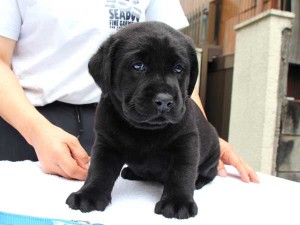 ラブラドールレトリーバー子犬販売、ブラック、男の子（オス）、2015年10月05日生れ、神奈川県ブリーダー、ID9160。おすわり