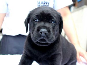 ラブラドールレトリーバー子犬販売、ブラック、男の子（オス）、2015年10月05日生れ、神奈川県ブリーダー、ID9160。正面