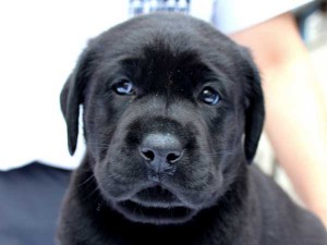 ラブラドールレトリーバー子犬販売、ブラック、男の子（オス）、2015年10月05日生れ、神奈川県ブリーダー、ID9160。お顔2