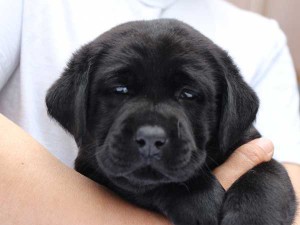 ラブラドールレトリーバー子犬販売、ブラック、男の子（オス）、2015年10月05日生れ、神奈川県ブリーダー、ID9160。お顔