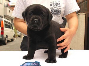 ラブラドールレトリーバー子犬販売、ブラック、男の子（オス）、2015年10月05日生れ、神奈川県ブリーダー、ID9159。正面
