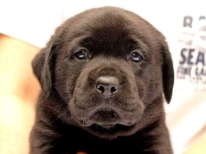 ラブラドールレトリーバー子犬販売、ブラック、男の子（オス）、2015年10月05日生れ、神奈川県ブリーダー、ID9159。お顔