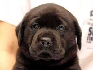 ラブラドールレトリーバー子犬販売、ブラック、男の子（オス）、2015年10月05日生れ、神奈川県ブリーダー、ID9159。お顔2