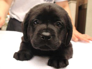 ラブラドールレトリーバー子犬販売、ブラック、男の子（オス）、2015年10月05日生れ、神奈川県ブリーダー、ID9158。正面。