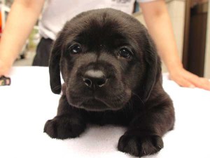ラブラドールレトリーバー子犬販売、ブラック、男の子（オス）、2015年10月05日生れ、神奈川県ブリーダー、ID9158。正面2。