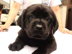 ラブラドールレトリーバー子犬販売、ブラック、男の子（オス）、2015年10月05日生れ、神奈川県ブリーダー、ID9158。正面3