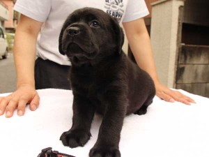 ラブラドールレトリーバー子犬販売、ブラック、男の子（オス）、2015年10月05日生れ、神奈川県ブリーダー、ID9158。おすわり。