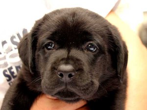 ラブラドールレトリーバー子犬販売、ブラック、男の子（オス）、2015年10月05日生れ、神奈川県ブリーダー、ID9158。お顔