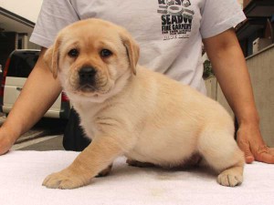 ラブラドールレトリーバー子犬販売、イエロー、女の子（メス）、2015年10月05日生れ、神奈川県ブリーダー、ID9164。左側面