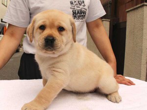 ラブラドールレトリーバー子犬販売、イエロー、女の子（メス）、2015年10月05日生れ、神奈川県ブリーダー、ID9164。左側面2
