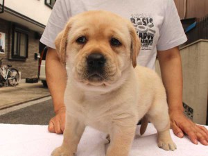 ラブラドールレトリーバー子犬販売、イエロー、女の子（メス）、2015年10月05日生れ、神奈川県ブリーダー、ID9164。正面