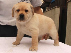 ラブラドールレトリーバー子犬販売、イエロー、女の子（メス）、2015年10月05日生れ、神奈川県ブリーダー、ID9164。立ち姿