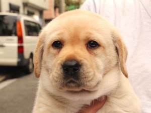 ラブラドールレトリーバー子犬販売、イエロー、女の子（メス）、2015年10月05日生れ、神奈川県ブリーダー、ID9164。お顔2