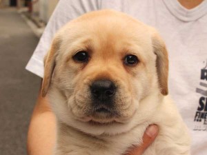 ラブラドールレトリーバー子犬販売、イエロー、女の子（メス）、2015年10月05日生れ、神奈川県ブリーダー、ID9164。お顔