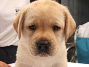 ラブラドールレトリーバー子犬販売、イエロー、女の子（メス）、2015年10月05日生れ、神奈川県ブリーダー、ID9163。お顔2