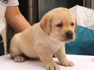 ラブラドールレトリーバー子犬販売、イエロー、女の子（メス）、2015年10月05日生れ、神奈川県ブリーダー、ID9163。右側面