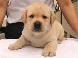 ラブラドールレトリーバー子犬販売、イエロー、女の子（メス）、2015年10月05日生れ、神奈川県ブリーダー、ID9163。正面
