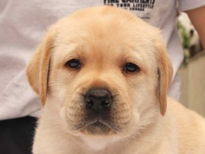 ラブラドールレトリーバー子犬販売、イエロー、女の子（メス）、2015年10月05日生れ、神奈川県ブリーダー、ID9163。お顔