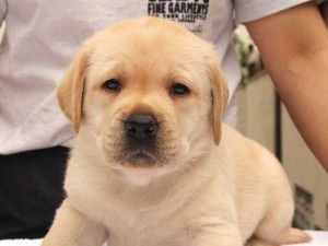 ラブラドールレトリーバー子犬販売、イエロー、女の子（メス）、2015年10月05日生れ、神奈川県ブリーダー、ID9163。お顔3