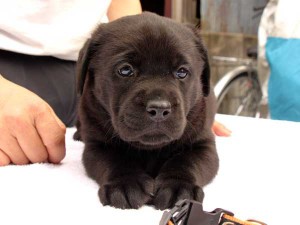 ラブラドールレトリーバー子犬販売、ブラック、女の子（メス）、2015年10月05日生れ、神奈川県ブリーダー、ID9161。フセ2