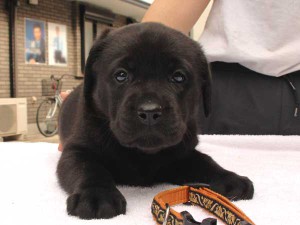 ラブラドールレトリーバー子犬販売、ブラック、女の子（メス）、2015年10月05日生れ、神奈川県ブリーダー、ID9161。フセ