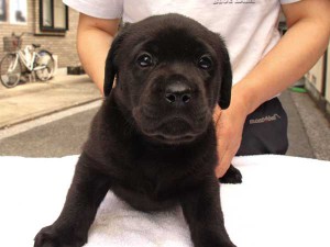 ラブラドールレトリーバー子犬販売、ブラック、女の子（メス）、2015年10月05日生れ、神奈川県ブリーダー、ID9161。おすわり2