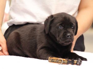 ラブラドールレトリーバー子犬販売、ブラック、女の子（メス）、2015年10月05日生れ、神奈川県ブリーダー、ID9161。右側面