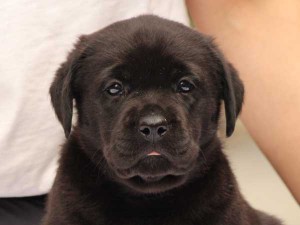 ラブラドールレトリーバー子犬販売、ブラック、女の子（メス）、2015年10月05日生れ、神奈川県ブリーダー、ID9161。お顔