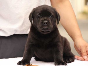 ラブラドールレトリーバー子犬販売、ブラック、女の子（メス）、2015年10月05日生れ、神奈川県ブリーダー、ID9161。おすわり