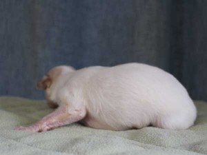 ボルゾイ子犬販売情報、男の子（オス）、ホワイト＆クリーム、2015年10月03日生れ、神奈川県ブリーダー、ID9206。左側面