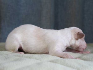 ボルゾイ子犬販売情報、男の子（オス）、ホワイト＆クリーム、2015年10月03日生れ、神奈川県ブリーダー、ID9206。右側面