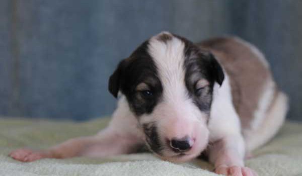 ボルゾイ子犬販売情報、男の子（オス）、ホワイト＆レッド、2015年10月03日生れ、神奈川県ブリーダー、ID9207。正面
